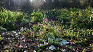Flowers Mullein Lower Garden WEB