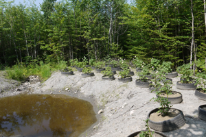 Potato Tire Garden WEB