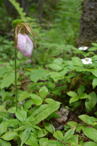 Sabot de la vierge (Cypripedium acaule)-Une plante medicinal rare du la foret du Quebec WEB