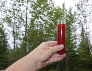 Saint Johnswort OilTest Tube WEB