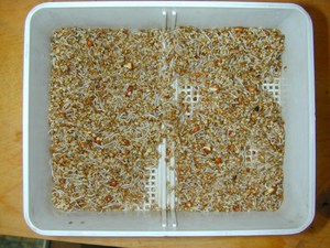 Sprouts after 1 day or so