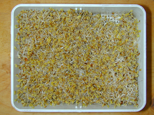 Sprouts to start greening