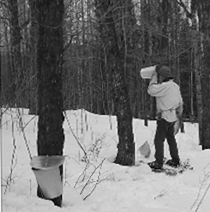 Tonique Quebecoise du printemps WEB