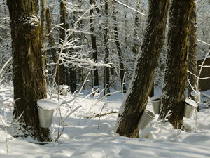 Buckets Hanging in Snowy Forest