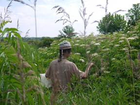 William en train de cueillir des herbes médicinales pendant un atelier sur le sujet.