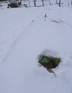 Cabbage under the snow     Un chou attendant d’être cueilli sous la neige.