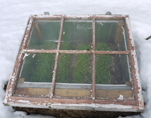 Une mini serre remplie de pousses vertes au printemps.