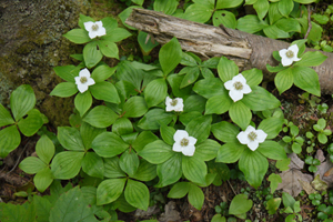 Cornus Canadensis- Quatre Temps: Ces baies ont une saveur subtile et peuvent être consommés crue ou en pouding. Les feuilles sont traditionnellement utilisées pour soulager la douleur.
