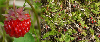 Fragaria virginiana-common strawberry-fraise copy