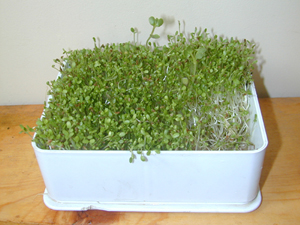 La germination est une des meilleures façons d’obtenir de la verdure en hiver.