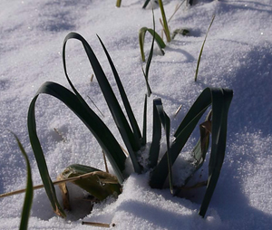 Poireaux en hibernation.