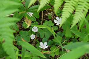 Oxalis Montana-Oxalide de montagne: Les feuilles au goût amer sont une excellente addition aux salades et peuvent faire une boisson rafraîchissante.