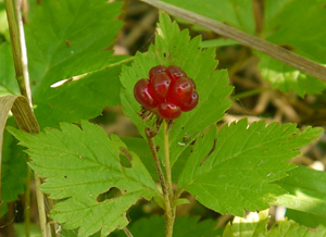 Rubus pubescens- Ronce Catherinette: Une variété de framboises délicieuses. Les feuilles donnent une légère saveur fruitée aux desserts, au riz et à la viande. Une infusion de ses feuilles astringentes peut être utilisée pour nettoyer les plaies et une infusion de la racine a plusieurs usages incluant être un tonic « féminin »
