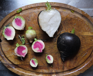 Des radis récoltés en Décembre avant que le sol gèle