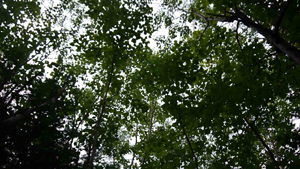 Looking up at forest WEB