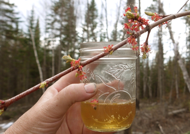 Maple Beer with Maple flowers