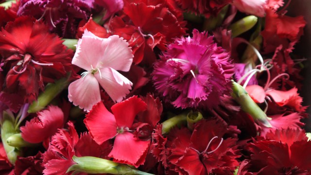 Closeup Dianthus Large Web