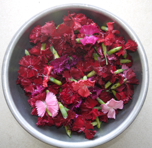 Dianthus in Bowl WEB