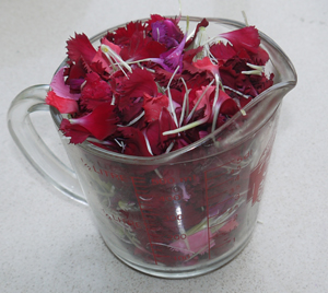 Dianthus in Measuring Cup WEB