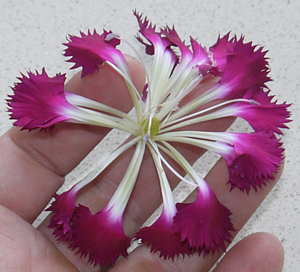 Dianthus without Calyx WEB