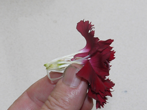 Holding Dianthus without Calyx WEB