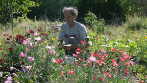 Sylvain Harvesting Dianthus WEB
