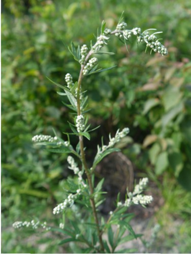 Mugwort